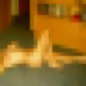 rencontre cougar à Saint-Barthélemy-d'Anjou : profil de Dina, 40 ans - inscription gratuite